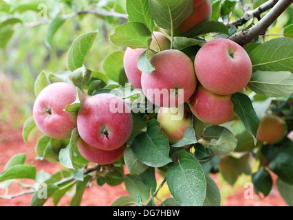 Beautiful red-ripe apples on the branch. Stock Photo