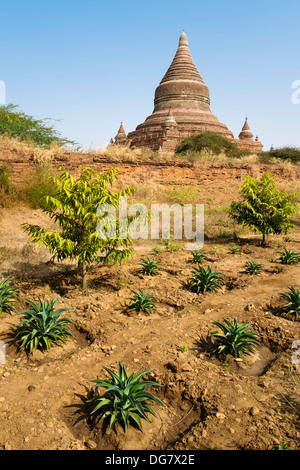 Pineapple plantation, Bagan, Mandalay Division, Myanmar, Asia Stock Photo