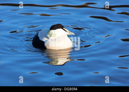 Male Common Eider Duck swimming on water. Stock Photo