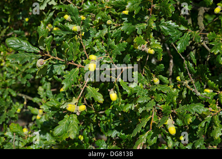 Close up of acorn acorns growing on oak tree in autumn fall England UK United Kingdom GB Great Britain Stock Photo