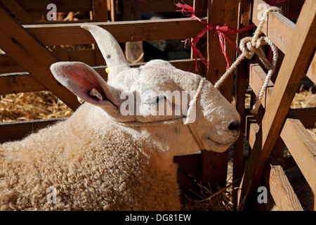 Close up of Border Leicester sheep in pen at the Annual Masham Sheep Fair North Yorkshire England UK United Kingdom GB Great Britain Stock Photo