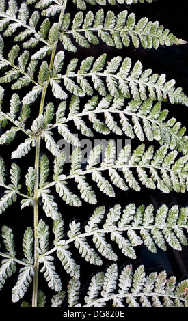 Close up of fern frond covered with hoar frost and isolated on black background. Stock Photo