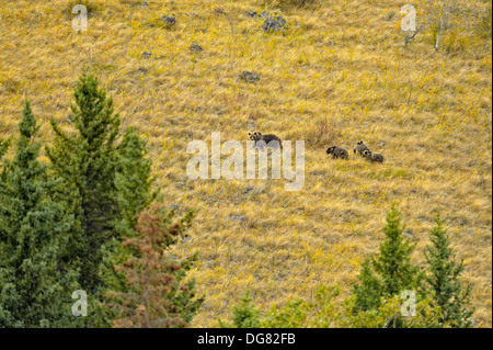 Grizzly bear, Ursus arctos, family on a hillside, Chilcotin Wilderness, BC Interior, Canada Stock Photo