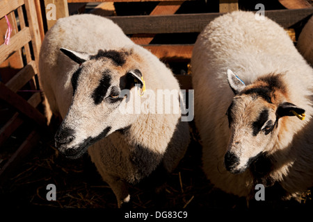 Close up of Badger Face Welsh Mountain sheep farm animals livestock Masham North Yorkshire England UK United Kingdom GB Great Britain Stock Photo