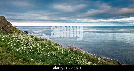 Vegetated sea cliffs in spring with flowering kidney vetch, thrift and sea campion at Tankardstown, County Waterford, Ireland Stock Photo