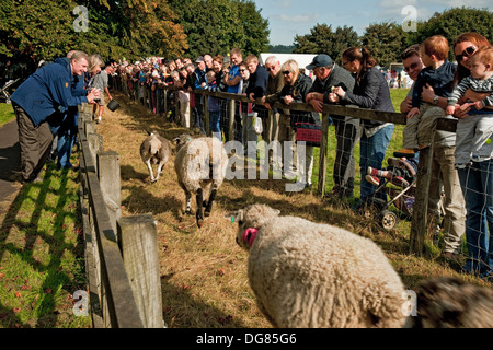 People visitors watching sheep racing at the Annual Masham Sheep Fair North Yorkshire England UK United Kingdom GB Great Britain Stock Photo