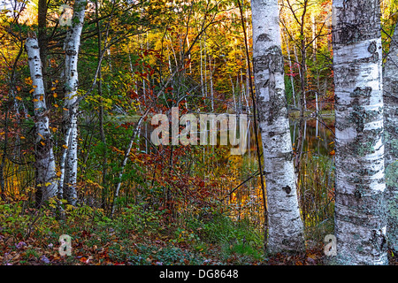 Autumn in Michigan's upper peninsula. Beautiful lake surrounded by birch tree's on a sunny fall day. Stock Photo