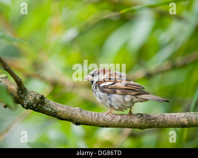 Small male sparrow sitting on a branch Stock Photo