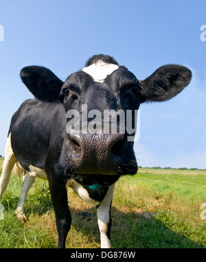Closeup of a funny black and white cow laying on green grass sticking ...