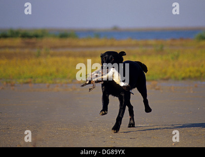 A black Labrador Retriever fetches a Northern Pintail duck (Anas acuta) near Rockport Texas Stock Photo