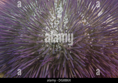 underwater close up shot of the sea urchin Lytechinus variegatus  at Ilhabela, Sao Paulo state shore, Brazil Stock Photo