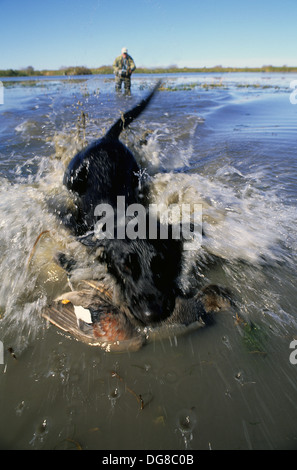 A hunter sends his black Labrador retriever after a drake male Gadwall duck (Anas strepera) in a marsh near Tivoli Texas Stock Photo
