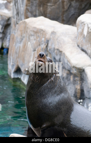 South American Fur Seal Arctocephalus australis sat observing Stock Photo