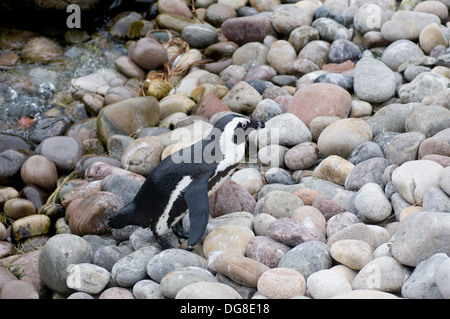 The African penguin (Spheniscus demersus), also known as the jackass penguin and black-footed penguin