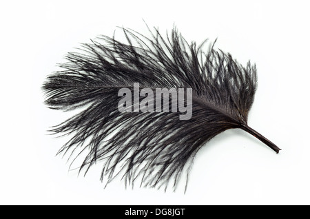 Black ostrich feather on a white background Stock Photo