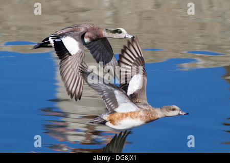 bolsas allowed in flight