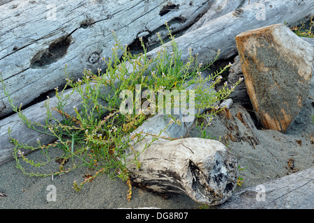 Driftwood logs and European Searocket Cakile maritima East Saanich First Nation, Reserve No 2, Tsawout First Nation, BC, Canada Stock Photo
