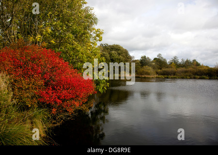 Forest lake in autumn colors. Kongskilde, Central Zealand. Denmark. Stock Photo