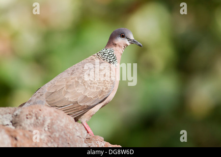 Spotted Dove also called Lace-Necked Dove or Chinese Dove (Streptopelia chinensis) Oahu,Hawaii Stock Photo