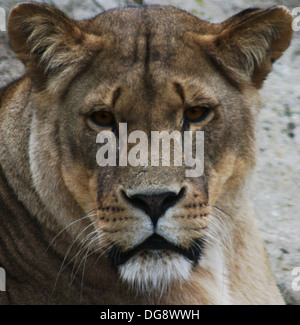 Lions are the largest mammalian predators in Africa, living on the open grasslands and plains. Stock Photo