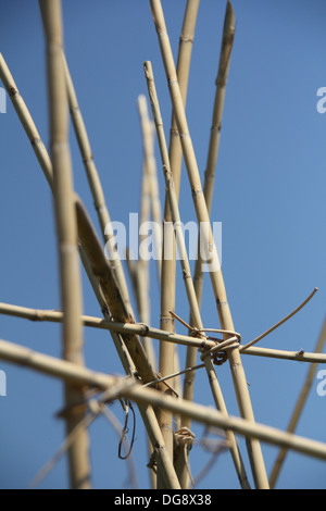 bamboo sticks for climbing plants in garden Stock Photo