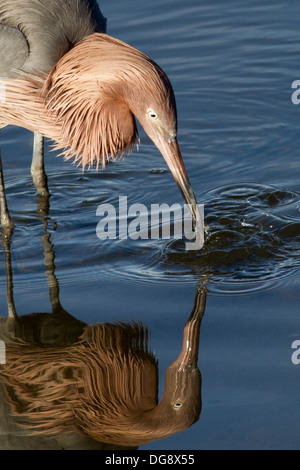 Reddish Egret hunting with prey in it's bill-closeup.(Egretta Rufescens).Bolsa Chica Wetlands,California Stock Photo