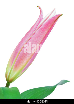 Unblown pink lily flower bud isolated on a white background Stock Photo