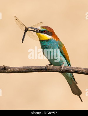 European bee-eater (Merops apiaster) and dragon fly Stock Photo