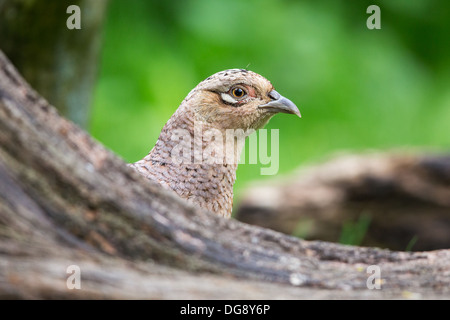 A female pheasant (phasianus colchicus) in woodland, Lee Valley, UK Stock Photo