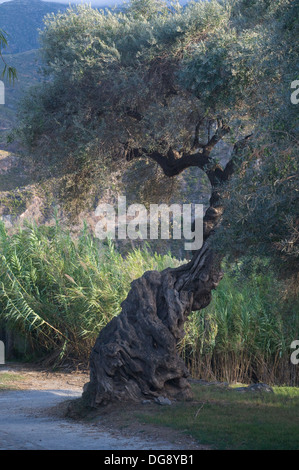 Ancient gnarled Olive tree stood above the River Guadalfeo in Orgive Alpujarra Granada Sierra Navada Monuntains Southern Spain Stock Photo