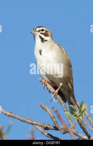 Lark Sparrow.(Chondestes grammacus).Los Cabos,Mexico Stock Photo