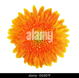 Beautiful orange gerbera flower isolated on white background Stock Photo