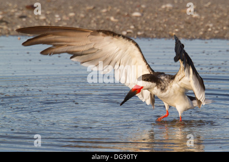 Black Skimmer takes off from the water after it's bath.(Rynchops niger).Back Bay Reserve, California Stock Photo