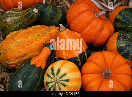 Close-up of group of small colorful gourds on hay bale. Stock Photo