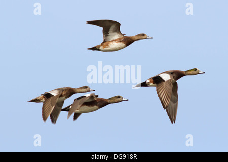 Male and female American Wigeon Ducks in flight.(Anas americana).Back Bay Reserve,California Stock Photo