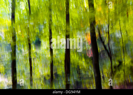 Abstract Tree Blurs on Coontree Trail - Pisgah National Forest - near Brevard, North Carolina USA Stock Photo
