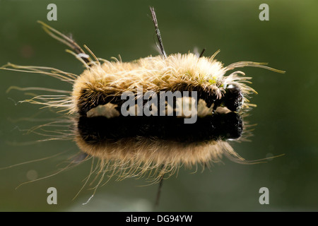 Caterpillar Reflection - Brevard, North Carolina USA Stock Photo