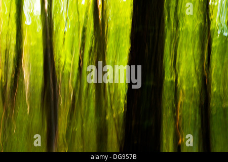 Abstract Tree Blurs on Coontree Trail - Pisgah National Forest - near Brevard, North Carolina USA Stock Photo