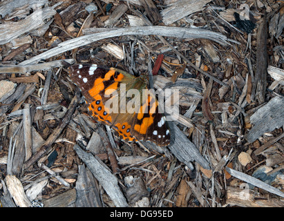 Australian Painted Lady Butterfly - Vanessa kershawi - Family Nymphalidae Stock Photo