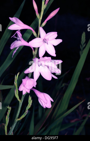 Pink Watsonia / Suurkanol - Watsonia transvaalensis - Family Iridaceae Stock Photo