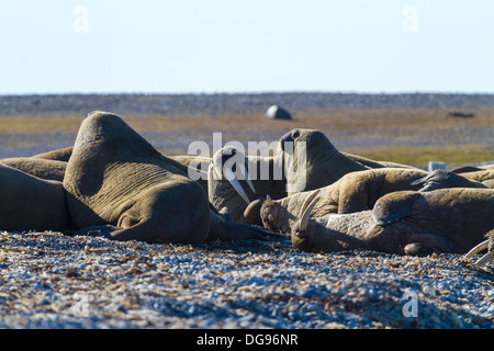 Walruses hauled out on Lågøya Island, Svalbard Archipelago Stock Photo ...