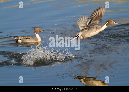 Male Northern Pintail Duck takes off with a splash.(Anas acuta).Bolsa Chica Wetlands,California Stock Photo