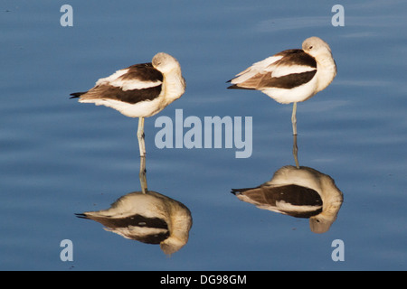 Pair of American Avocets sleeping in the water with reflection.(Recurivrostra americana).Bolsa Chica Wetlands,California