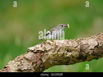 Pied Flycatcher female - Ficedula hypoleuca On branch with food Stock Photo