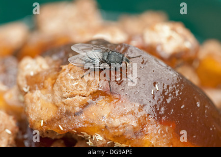 Calliphora vomitoria, Bluebottle pupae Stock Photo - Alamy