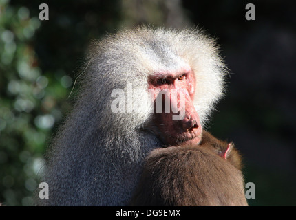 Mature male Hamadryas baboon (Papio hamadryas) close-up Stock Photo