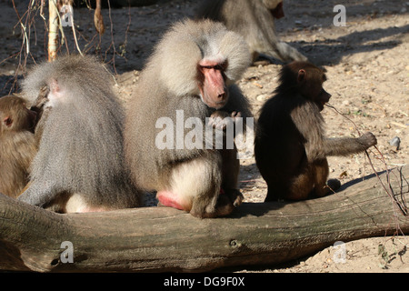 Group of mature male Hamadryas baboons (Papio hamadryas, a.k.a Sacred Baboon) Stock Photo
