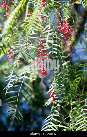 Schinus molle or Peruvian Pepper Tree growing wild in Sardinia Stock Photo