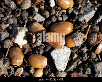 fallen acorns or oak nuts laying on a gravel path, Stock Photo