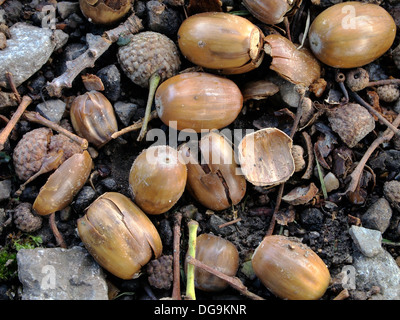 fallen acorns or oak nuts laying on a gravel path, Stock Photo